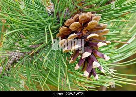PIN noir (pinus nigra), gros plan montrant un cône mature suspendu à l'arbre, ses écailles grandes ouvertes ayant libéré ses graines. Banque D'Images
