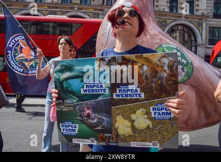 Londres, Royaume-Uni. 18 août 2024. Un manifestant tient une pancarte faisant référence au scandale RSPCA Assured lors de la marche nationale pour les droits des animaux dans le centre de Londres. La manifestation annuelle met en lumière la souffrance et la mort de milliards d'animaux dans tous les domaines de l'activité humaine, lutte pour la libération des animaux et pour la fin de l'exploitation animale, et promeut le véganisme et un mode de vie sans cruauté. Crédit : Vuk Valcic/Alamy Live News Banque D'Images