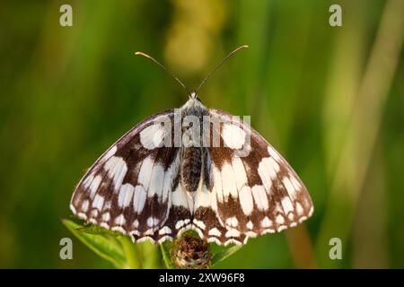 Le papillon blanc marbré, Melanargia galathea, se trouve largement dans le sud du Royaume-Uni bien qu'il s'étende vers le nord dans son aire de répartition Banque D'Images