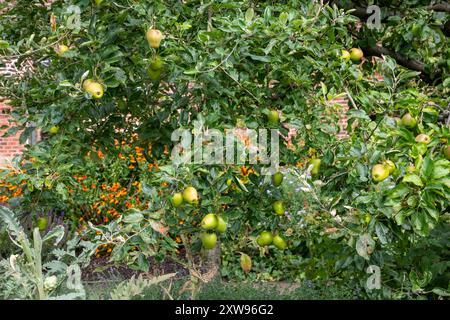 Pommiers lourds avec des fruits de la fin de l'été à Quarry Bank Gardens, Styal, Cheshire, Angleterre. Banque D'Images