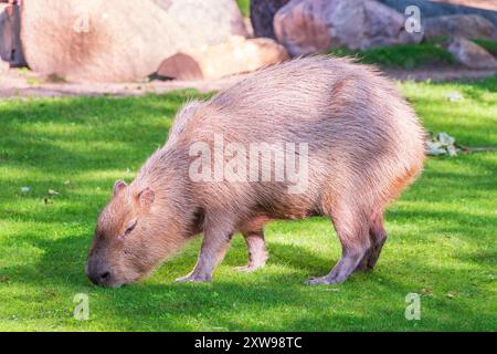 Un grand capybara se promène sur l'herbe verte dans le parc. Capybara sud-américain en gros plan Banque D'Images