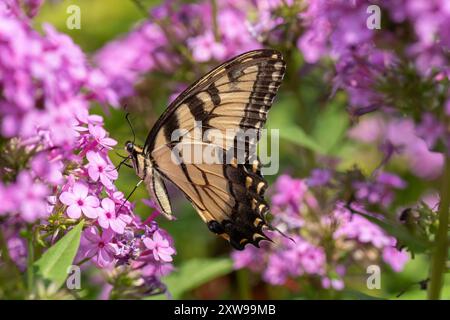 Papillons à queue d'araignée tigre de l'est (Papilionidae) sur fleurs roses dans le jardin Banque D'Images