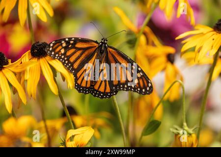 Papillon monarque (Danaus Plexippus) sur fleur de cône jaune dans le jardin Banque D'Images