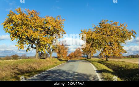 Allée des cerisiers, vue automnale colorée de la route et de l'allée des cerisiers, en latin Prunus avium Banque D'Images