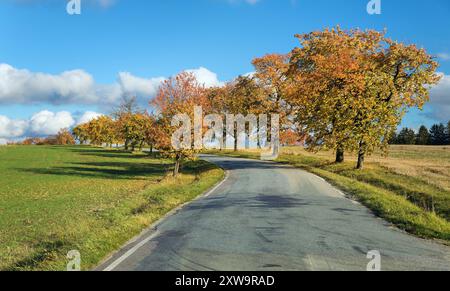 Allée des cerisiers, vue automnale colorée de la route et de l'allée des cerisiers, en latin Prunus avium Banque D'Images