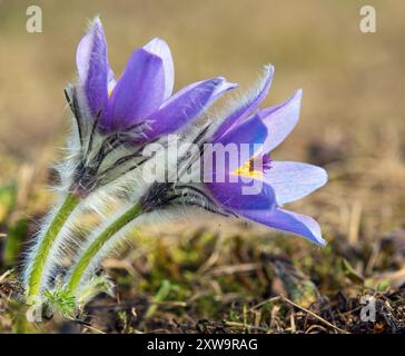 Pasqueflower. Belle fleur bleue de plus grande fleur pasque ou pasqueflower sur la prairie, en latin pulsatilla grandis, deux pasqueflowers Banque D'Images