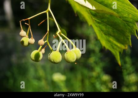 Fruits de Linden se développant sur l'arbre Banque D'Images