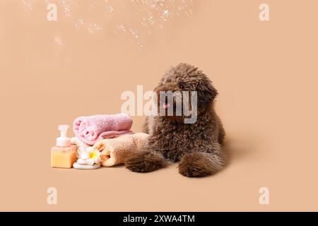 Chien caniche mignon avec des fournitures de bain et des bulles de savon sur fond brun Banque D'Images