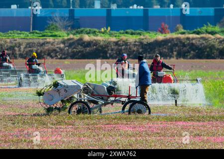 Ouvriers agricoles récoltant des canneberges avec des moulinets à eau, ou «batteurs d'œufs» à Pitt Meadows, C.-B., Canada. Banque D'Images