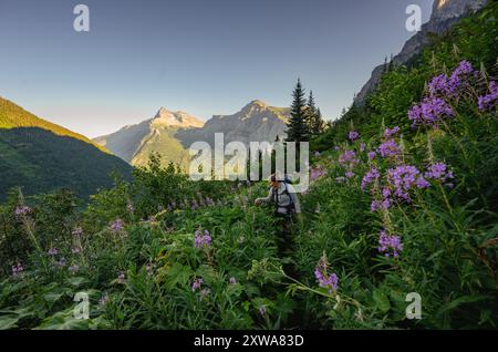 Le randonneur fait une pause pour inspecter le Fireweed envahi par la végétation le long du sentier Banque D'Images