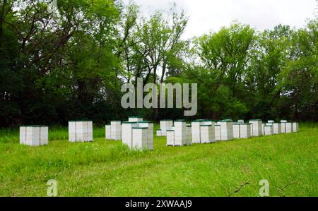 Ruches d'abeilles dans une prairie entourée d'arbres Banque D'Images