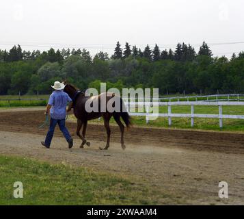 Homme en chapeau de cow-boy blanc menant un cheval brun hors d'un circuit de course à une foire de la ville Banque D'Images