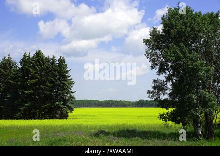 Champ de canola bordé d'arbres sous un ciel bleu avec des nuages blancs gonflés Banque D'Images