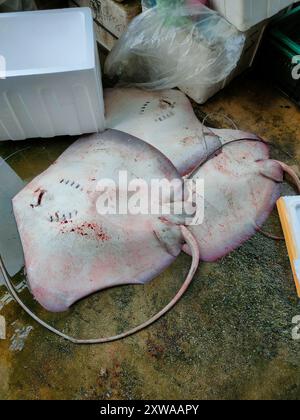 Quelques raies placées sur le sol pour la vente dans un marché du matin. La Malaisie a beaucoup ce poisson. Banque D'Images