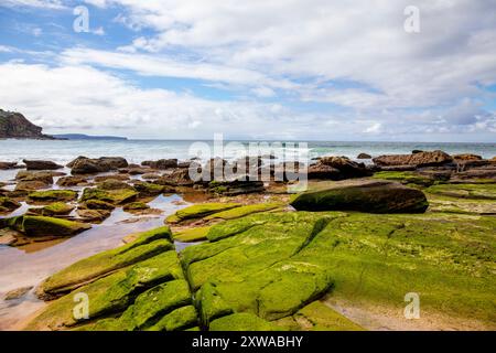 Plage de baleines, plage de surf au nord de Sydney et adjacente à Palm Beach, la plage est vide de gens par un jour d'hiver ensoleillé avec des algues de mousse verte, Australie Banque D'Images