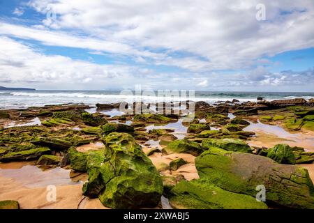 Plage de baleines, plage de surf au nord de Sydney et adjacente à Palm Beach, la plage est vide de gens par un jour d'hiver ensoleillé avec des algues de mousse verte, Australie Banque D'Images