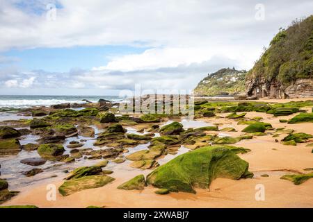 Plage de baleines, plage de surf au nord de Sydney et adjacente à Palm Beach, la plage est vide de gens par un jour d'hiver ensoleillé avec des algues de mousse verte, Australie Banque D'Images