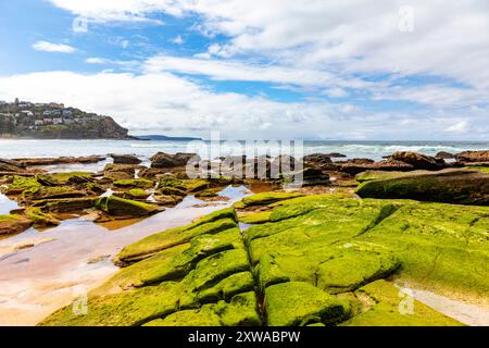 Plage de baleines, plage de surf au nord de Sydney et adjacente à Palm Beach, la plage est vide de gens par un jour d'hiver ensoleillé avec des algues de mousse verte, Australie Banque D'Images