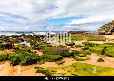 Plage de baleines, plage de surf au nord de Sydney et adjacente à Palm Beach, la plage est vide de gens par un jour d'hiver ensoleillé avec des algues de mousse verte, Australie Banque D'Images