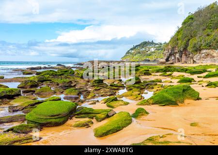 Plage de baleines, plage de surf au nord de Sydney et adjacente à Palm Beach, la plage est vide de gens par un jour d'hiver ensoleillé avec des algues de mousse verte, Australie Banque D'Images