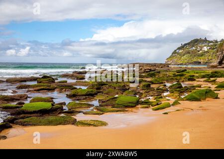 Plage de baleines, plage de surf au nord de Sydney et adjacente à Palm Beach, la plage est vide de gens par un jour d'hiver ensoleillé avec des algues de mousse verte, Australie Banque D'Images