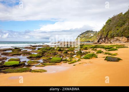 Plage de baleines, plage de surf au nord de Sydney et adjacente à Palm Beach, la plage est vide de gens par un jour d'hiver ensoleillé avec des algues de mousse verte, Australie Banque D'Images