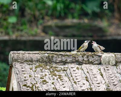 Oiseau femelle nourrissant de jeunes poussins sur la crête supérieure d'un toit Banque D'Images