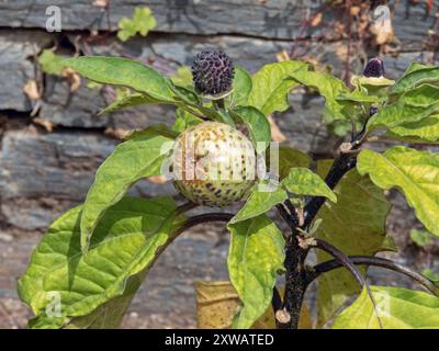 Datura metel, épine indienne ou capsules de graines de pomme épine recouvertes de verrues coniques noires. Fruits de Datura hindou. Arbuste ornemental Metel. De Banque D'Images