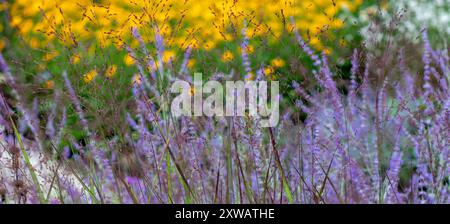 Panicum virgatum bannière d'herbe ornementale fleurie. Plantes poaceae florissantes Switchgrass tiges sur fond de plantes à fleurs multicolores. Fleur d'herbe Banque D'Images