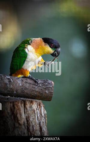 Le perroquet à tête noire (Pionites melanocephalus) est une espèce d'oiseau de la sous-famille des Arinae de la famille des Psittacidae, le perroquet africain et du Nouveau monde Banque D'Images