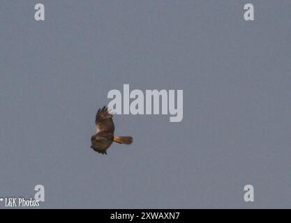 Marais africains Harrier (Circus ranivorus) Aves Banque D'Images