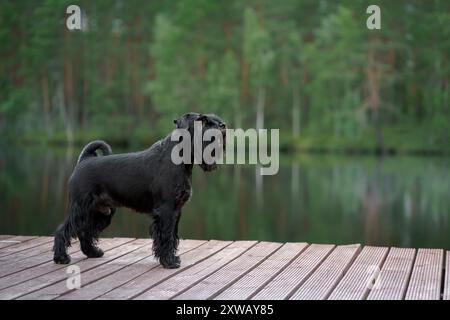 Un Schnauzer noir se dresse sur une terrasse en bois au bord d'un lac serein, donnant sur les eaux calmes. Banque D'Images