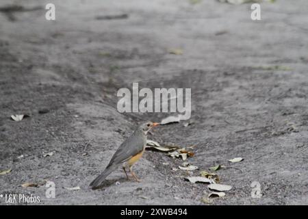 Muguet kurrichane (Turdus libonyana) Aves Banque D'Images