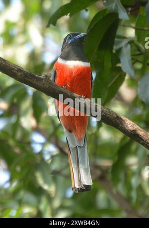 Trogon Malabar commun (Harpactes fasciatus malabaricus) Aves Banque D'Images