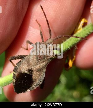 (Calcarateur Piezogaster) Insecta Banque D'Images