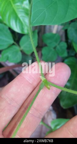 Haricot de Kudzu (Pueraria montana lobata) Plantae Banque D'Images