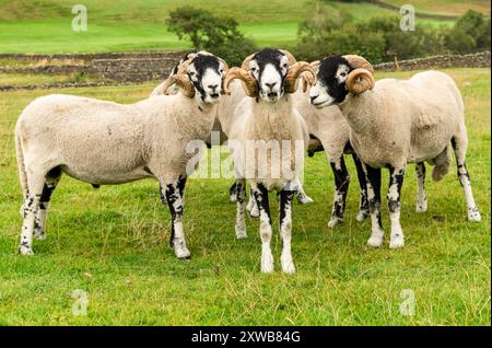 Un beau troupeau de béliers Swaledale avec des cornes bouclées en été face à l'avant dans la prairie verte. Cette race est originaire de la région de Swaledale des Yorks Banque D'Images