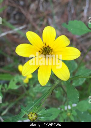 Beggarticks barbus (Bidens aristosa) Plantae Banque D'Images