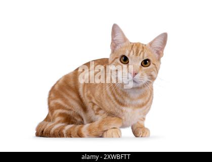 Beau chat européen court de race pure, couché sur le côté. Je regarde directement la caméra. Isolé sur fond blanc. Banque D'Images