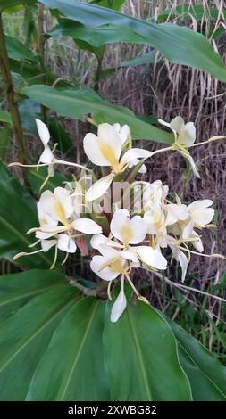 Gingembre jaune (Hedychium flavescens) Plantae Banque D'Images