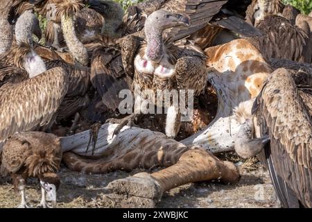 Girafe Massaï morte consommée par les vautours, principalement à dos blanc, plaines de Ndutu, parc national du Serengeti, Tanzanie Banque D'Images