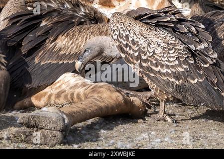 Girafe Massaï morte consommée par le vautour griffon de Rüppell, plaines de Ndutu, parc national du Serengeti, Tanzanie Banque D'Images