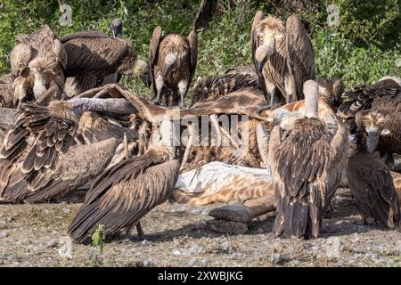 Girafe Massaï morte consommée par les vautours, principalement à dos blanc, plaines de Ndutu, parc national du Serengeti, Tanzanie Banque D'Images