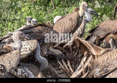 Girafe Massaï morte consommée par les vautours, principalement le griffon à dos blanc et le griffon de Ruppell, plaines de Ndutu, parc national du Serengeti, Tanzanie Banque D'Images