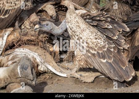 Girafe Massaï morte consommée par le vautour, griffon de Ruppell, plaines de Ndutu, parc national du Serengeti, Tanzanie Banque D'Images