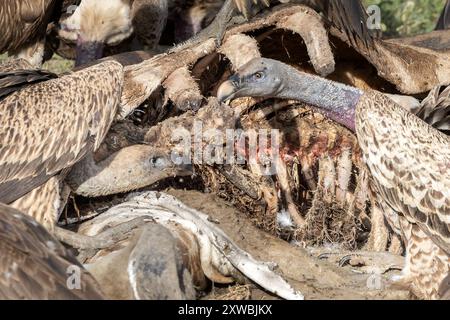 Girafe Massaï morte consommée par les vautours, principalement le griffon à dos blanc et le griffon de Ruppell, plaines de Ndutu, parc national du Serengeti, Tanzanie Banque D'Images