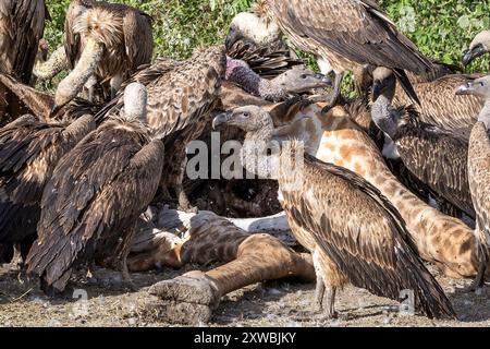 Girafe Massaï morte consommée par les vautours, principalement le griffon à dos blanc et le griffon de Ruppell, plaines de Ndutu, parc national du Serengeti, Tanzanie Banque D'Images