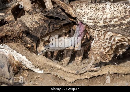 Girafe Massaï morte consommée par le vautour, griffon de Ruppell, plaines de Ndutu, parc national du Serengeti, Tanzanie Banque D'Images