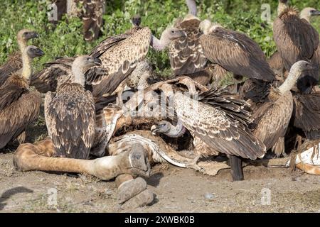 Girafe Massaï morte consommée par les vautours, principalement le griffon à dos blanc et le griffon de Ruppell, plaines de Ndutu, parc national du Serengeti, Tanzanie Banque D'Images