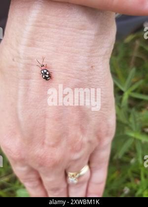 Insecte du coléoptère des puces (Omophoita cyanipennis) à huit taches Banque D'Images